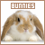 bunny