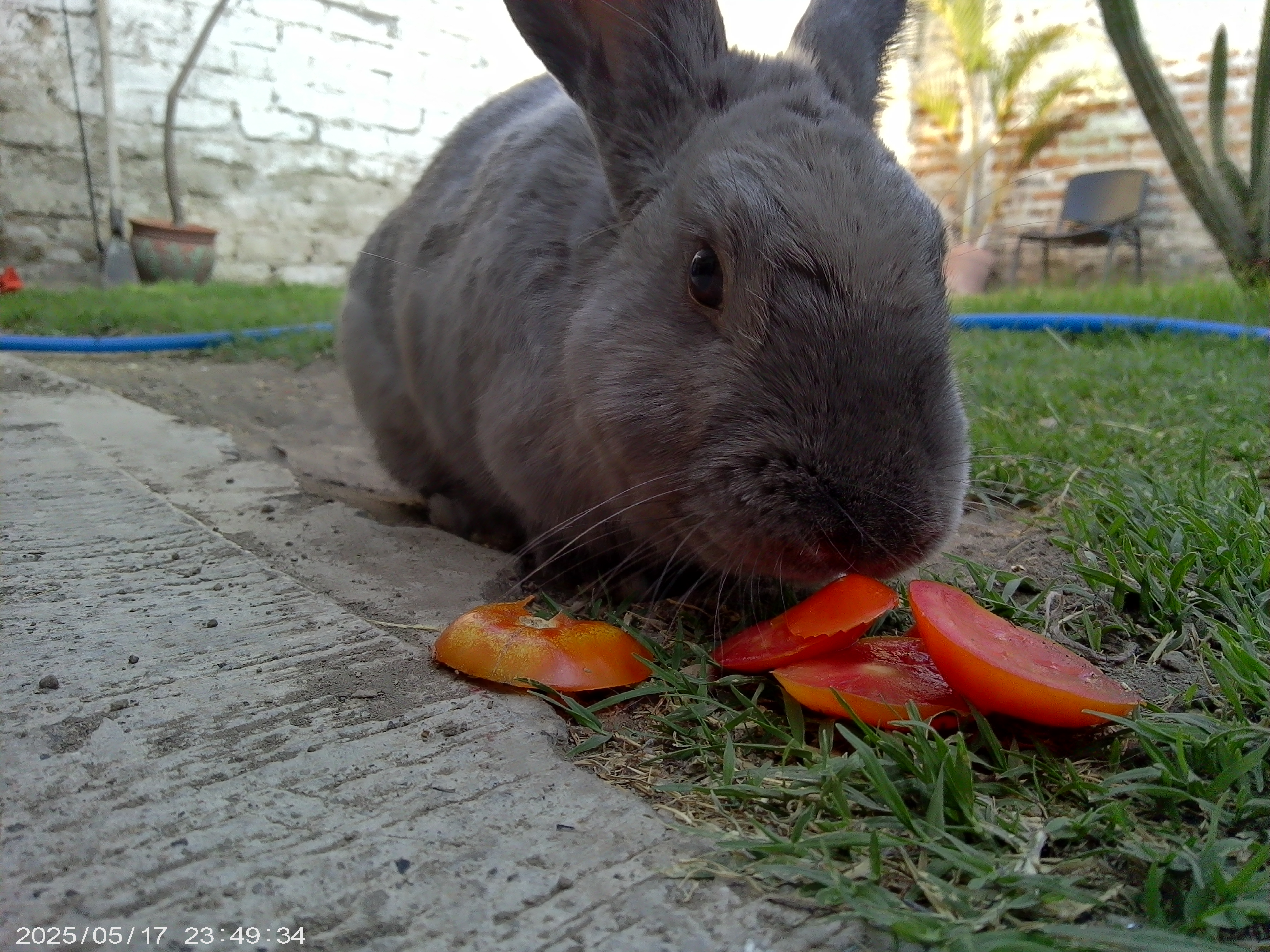 Pepper eating vegetables