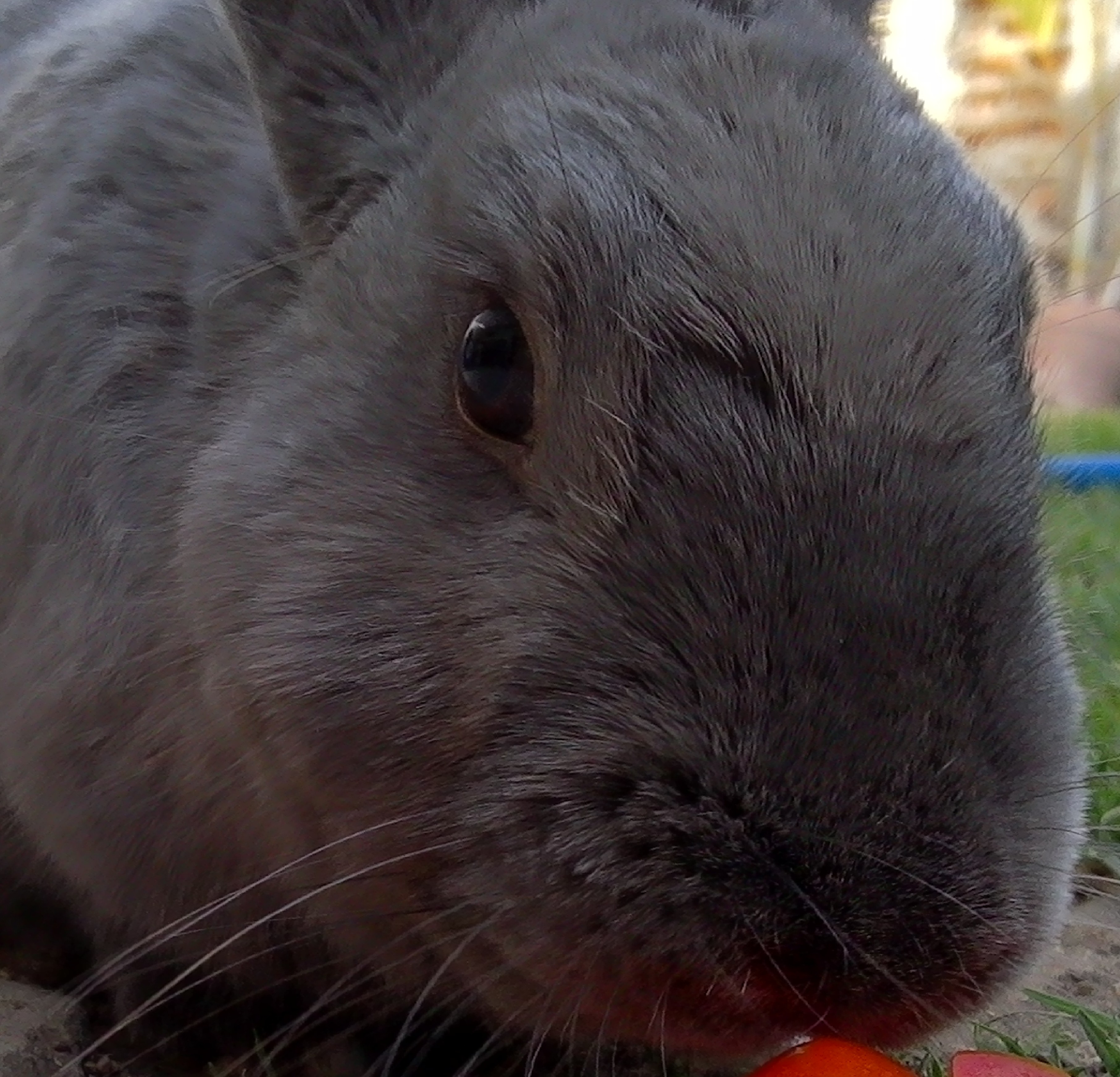 pepper the resource bunny