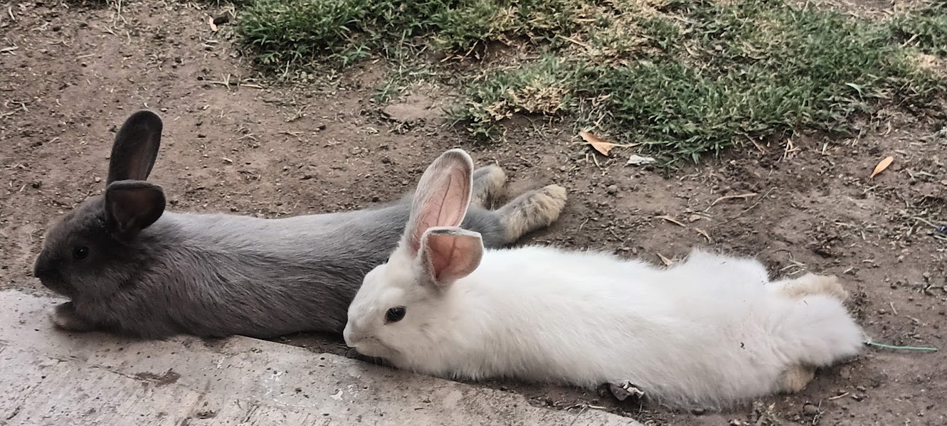 Pepper being soft